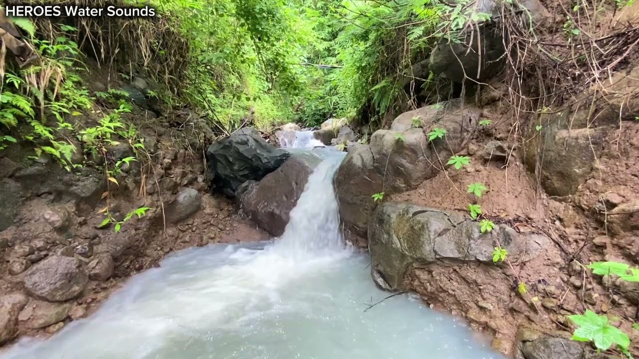 Rushing Forest Stream Water Sounds | 30 Minutes Pure Nature Ambience