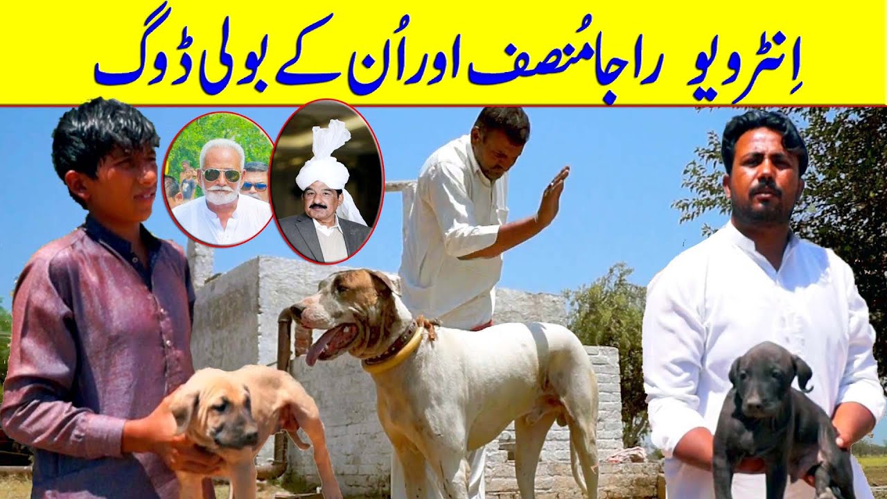 Top Class Bully Dogs | Interview Raja Munsaf  | 4 Big Bully Dogs