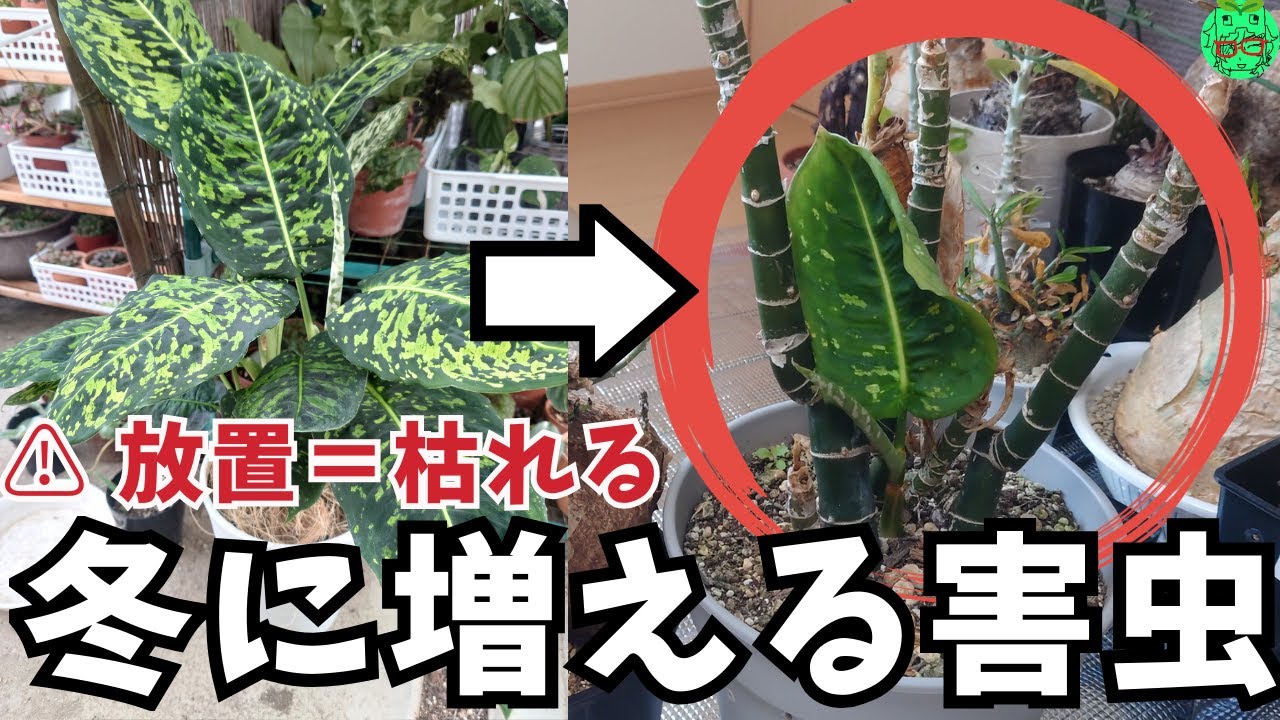 【初心者必見】冬に急増！観葉植物のハダニ・カイガラムシ完全対策　塊根植物の害虫対策もあります　冬の害虫　冬越し室内の虫対策　害虫駆除　育て方　ディフェンバキア　ビスピノーサム