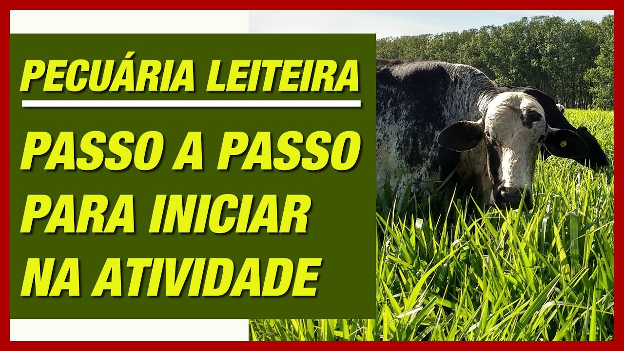 GADO DE LEITE:  PASSO A PASSO PARA ENTRAR NA ATIVIDADE