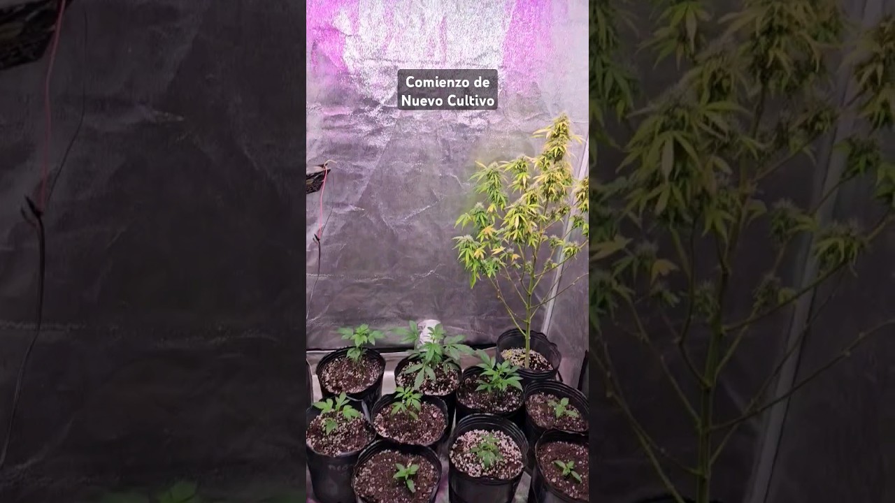 Autoflorecientes primera semana, el riqui y BSF seeds 🔥🤯
