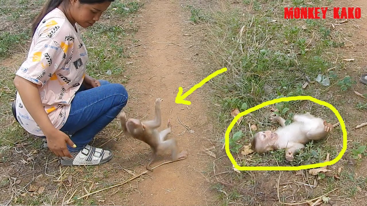 Baby Monkey Luna Crying Very Loudly Refuse To Walk With Monkey Kako
