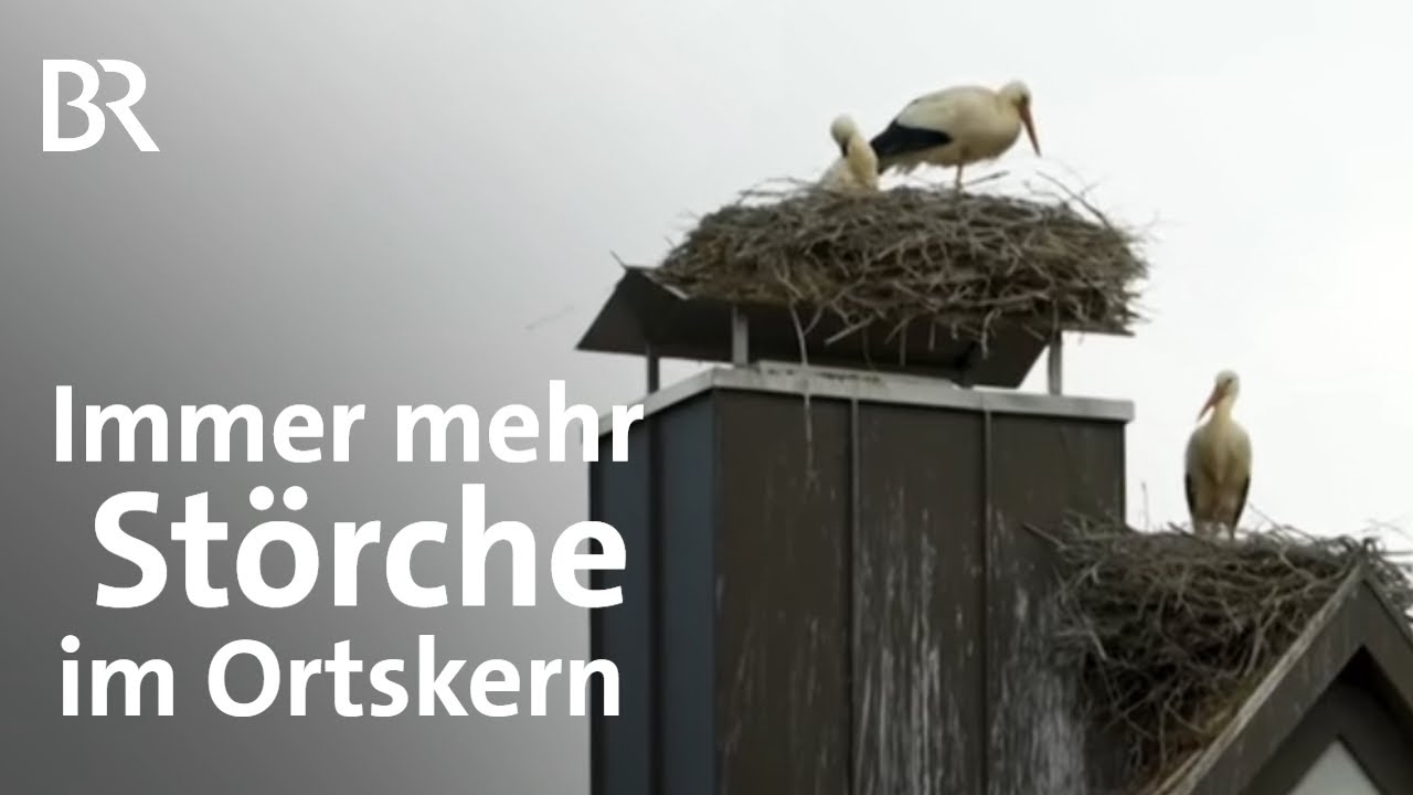 Von Jahr zu Jahr siedeln sich mehr Störche im Ortskern an | Frankenschau | BR