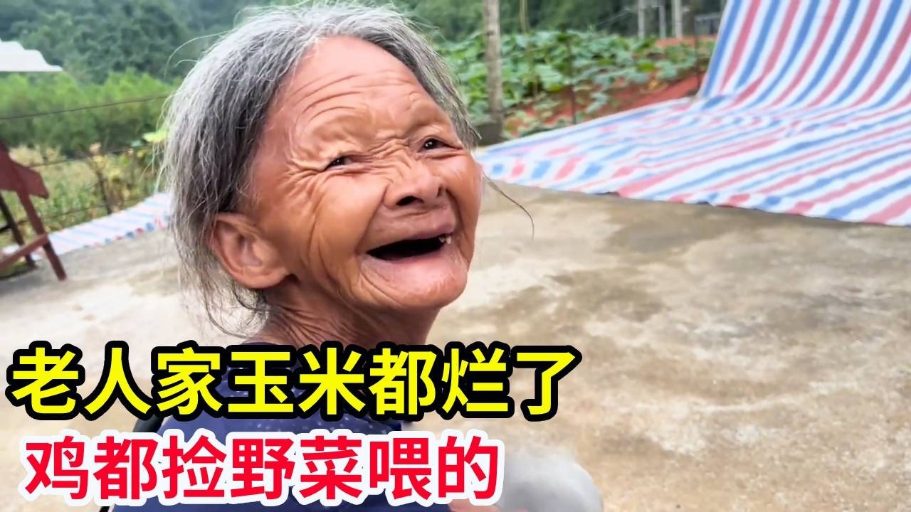 上山里收土货，老人家玉米都烂了，鸡都捡野菜喂的！【山农乐哥】