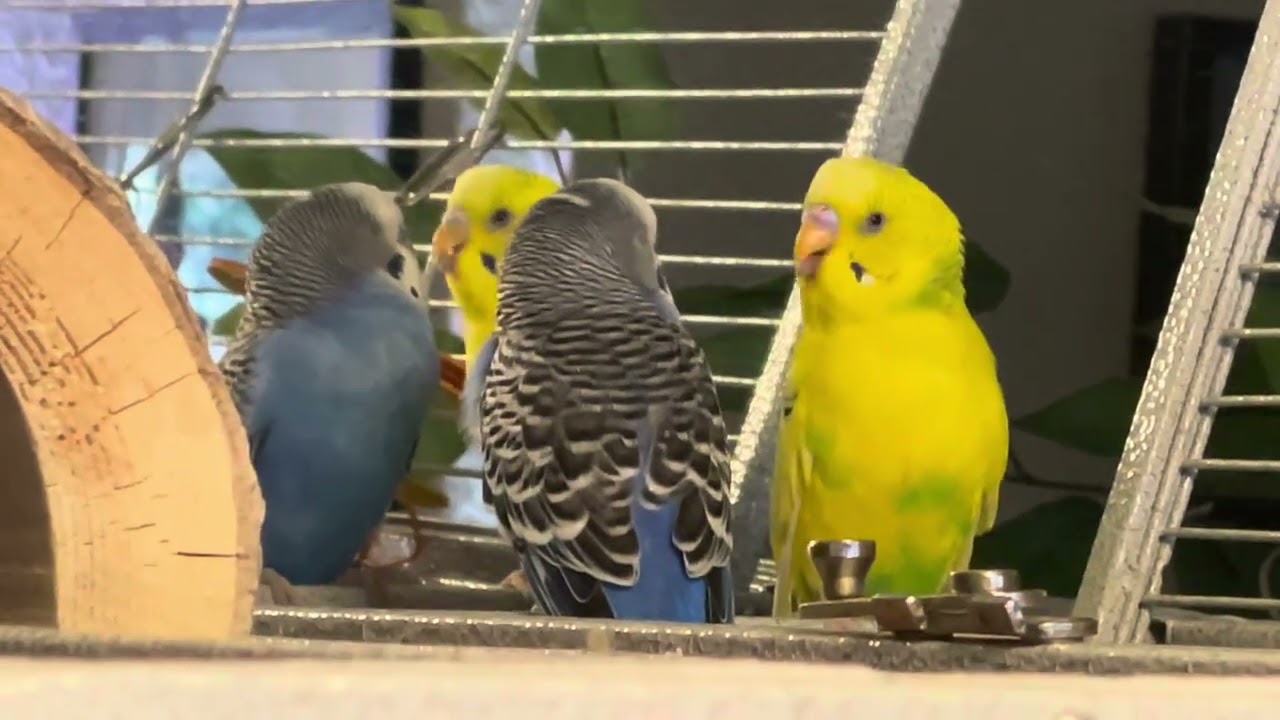 Shiny beaks cute chatter. Soleil & Prince