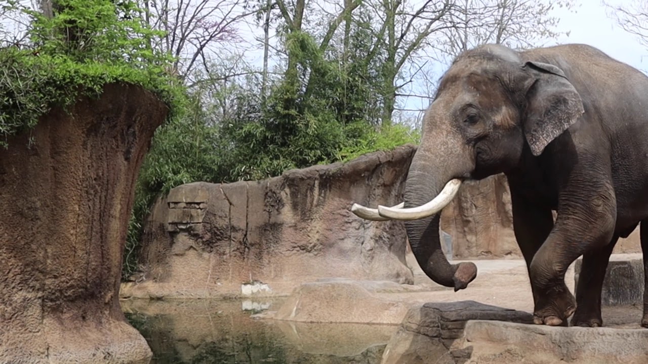 Hay for Raja at the Saint Louis Zoo