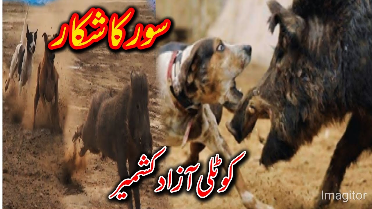 EPIC BOAR HUNT WITH DOGS IN AZAD KASHMIR| SOOR Ka Shikar | WILD BOAR HUNTING 2025 VLOG