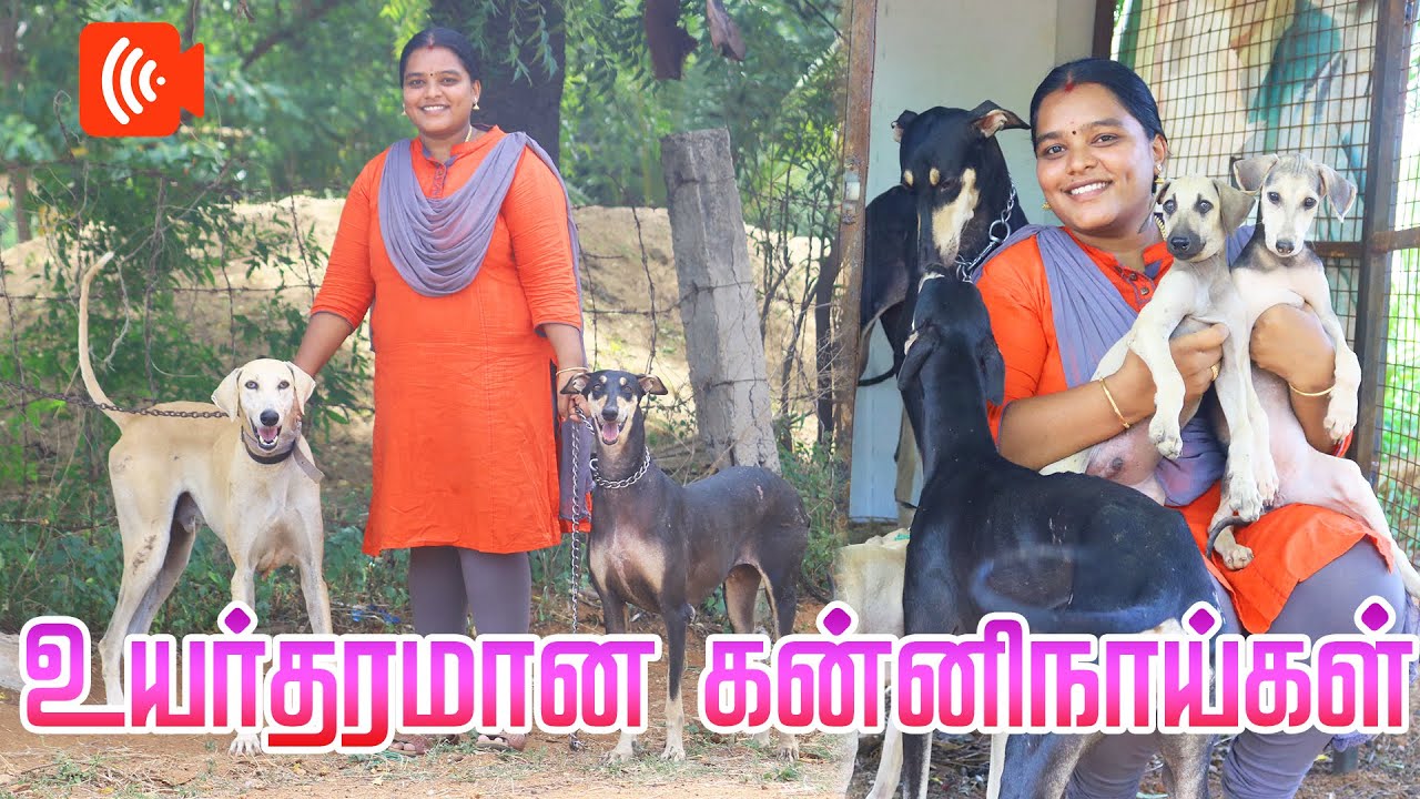 கன்னி நாய்கள் வளர்க்கும் பட்டதாரி பெண் | Kanni Dog | Tamilarin Veera Marabu