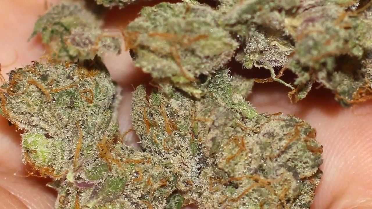 HD Weed - The Godfather (10/10 DANK!) From F.H.W.C. [OG Kush x Grandaddy Purple]