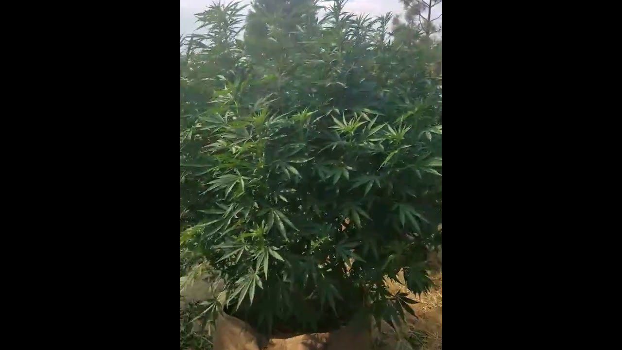 2017 outdoor grow ommp