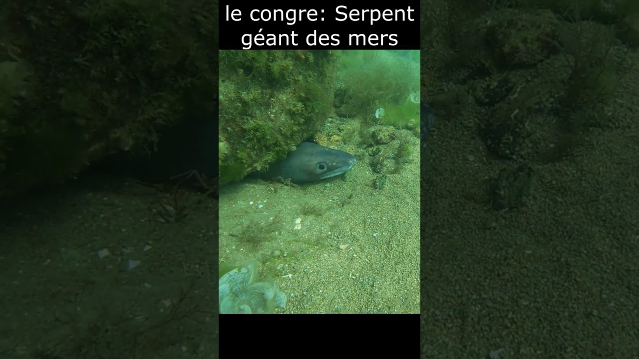 Le congre: le serpent g&eacute;ant des mers