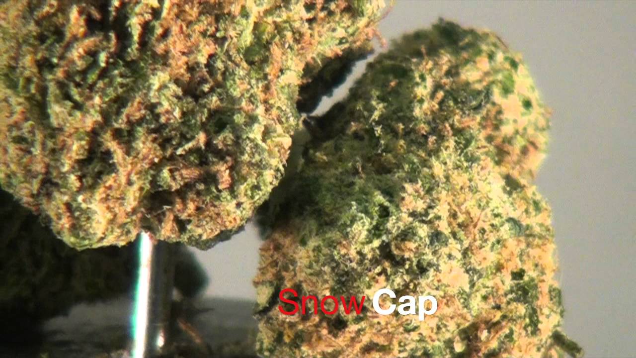 RateMyWeed: Eden Therapy Collective Medicine Show Case