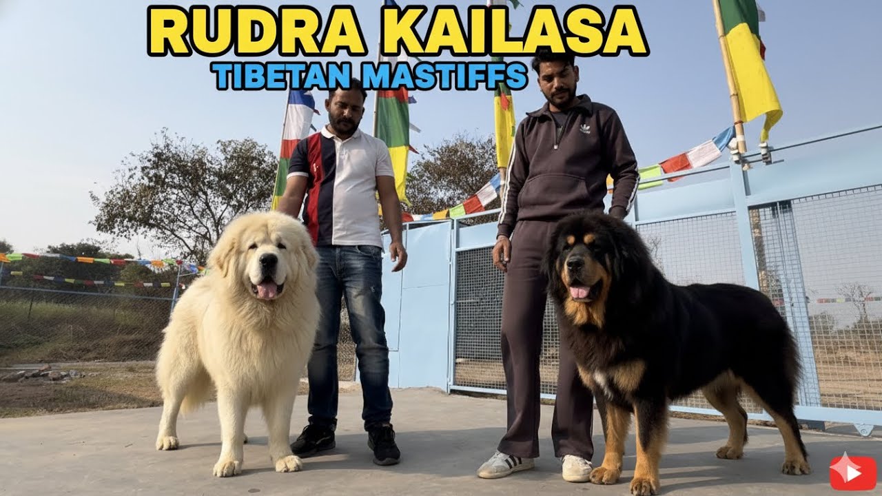 The BEST Tibetian Mastiff Breeder of INDIA || DNA certified Breeding 