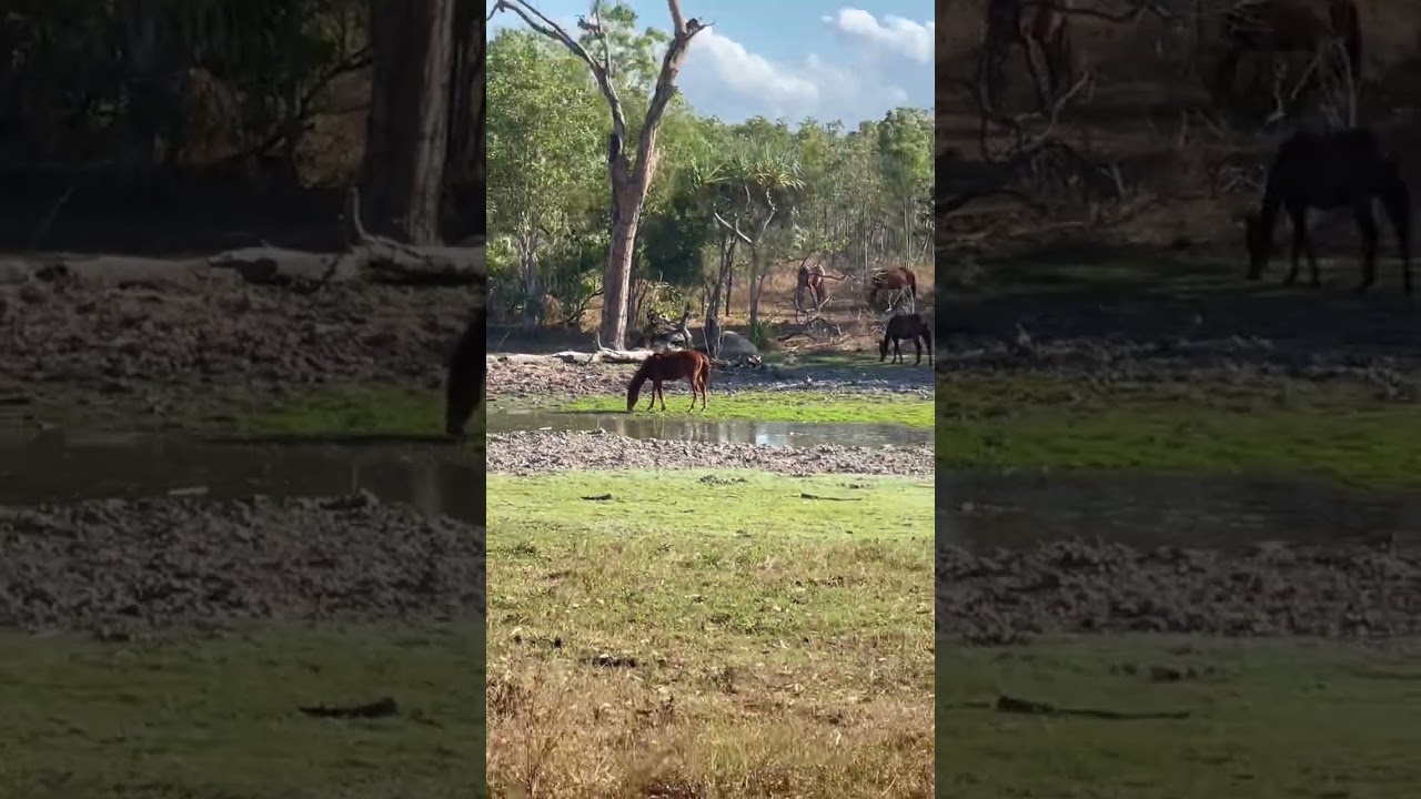 Wild horses in incredible Australian landscape #shorts #viral #youtubeshorts #youtube #youtuber #4k