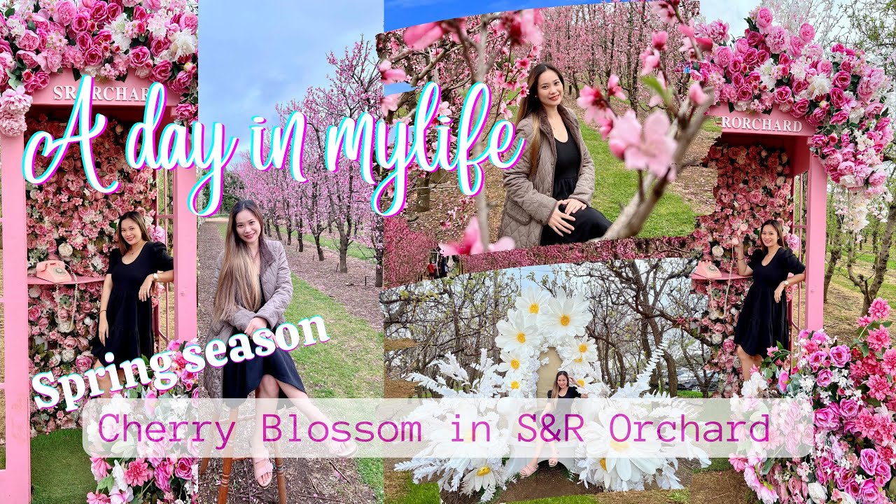 Mini vlog - Cherry Blossom in S&R Orchard Perth Western Australia #westernaustralia #perth