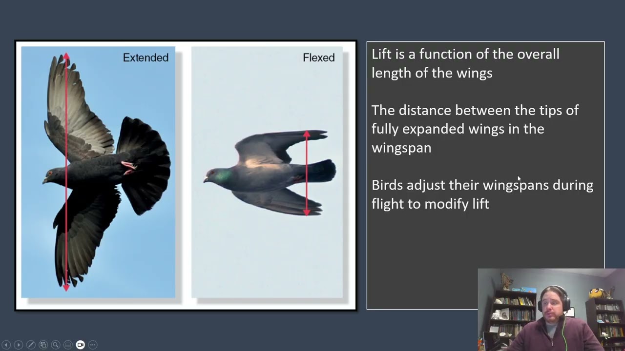 9 Avian Flight