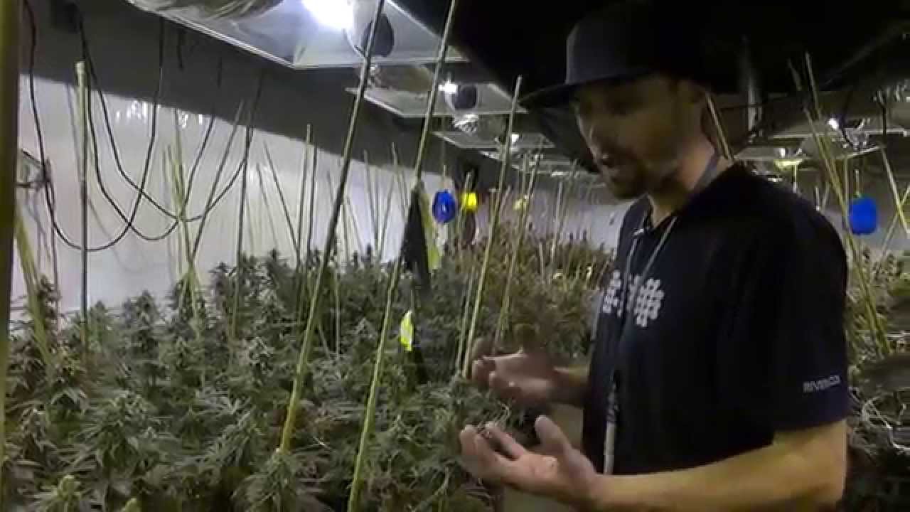 Flo OG Friday ep14 [Jenny Kush]