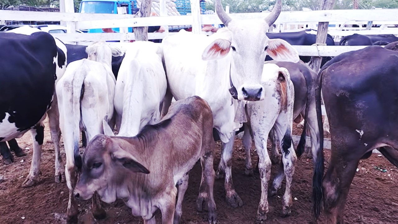 FEIRA DO SANTA CRUZ DO CAPIBARIBE-PE  #nordeste