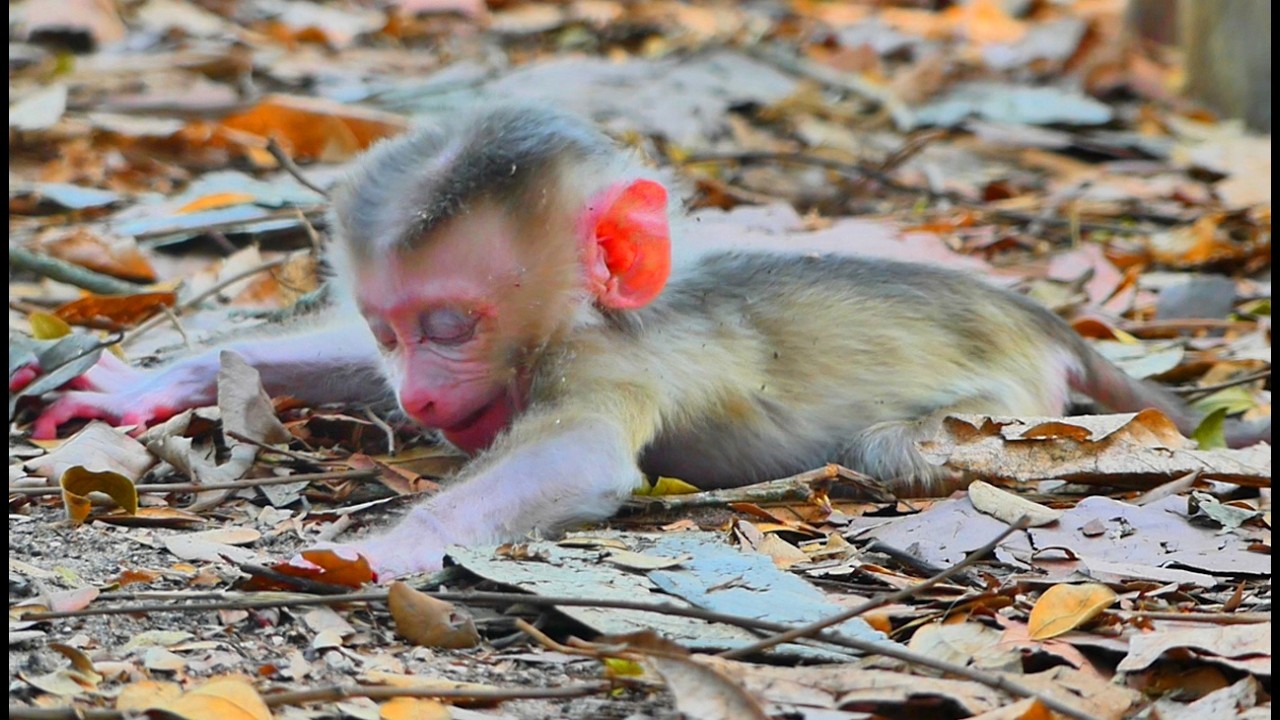Update News: Libby Leave her baby Levi for training to walk, but he silent on the ground alone