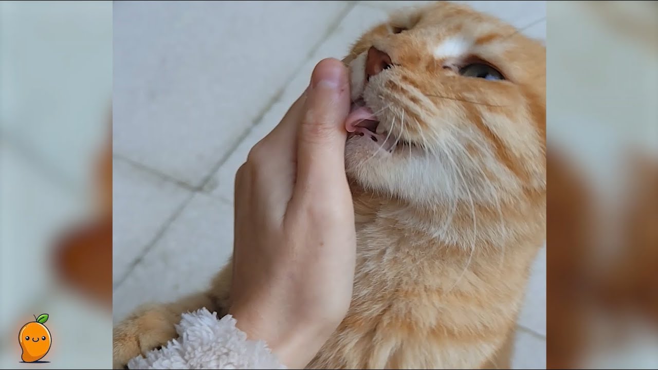 They Thanked Me After I Fed Them - 30 Rescue Cats Show Their Gratitude ❤️