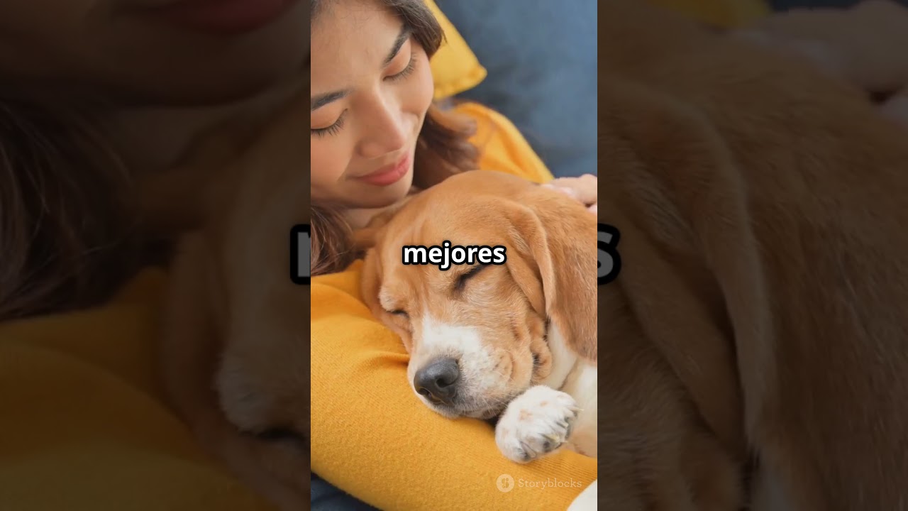&iexcl;Las Mascotas Son Pura Diversi&oacute;n!  | Momentos Adorables que Amar&aacute;s