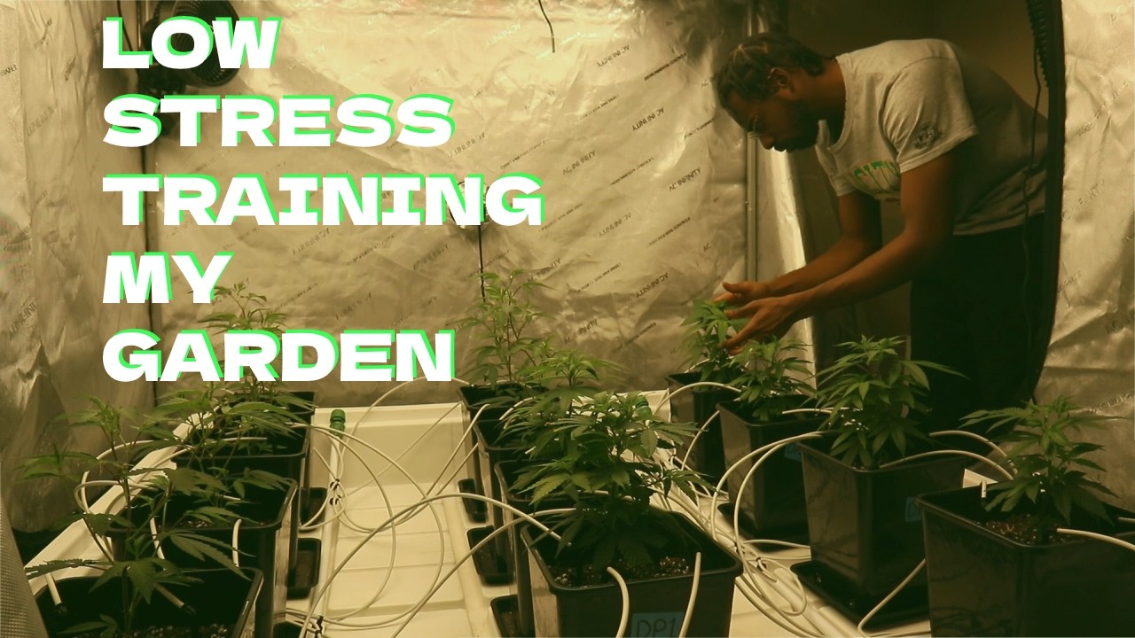 I Was Low Stress Training My Grow Tent.. Here is What Happened