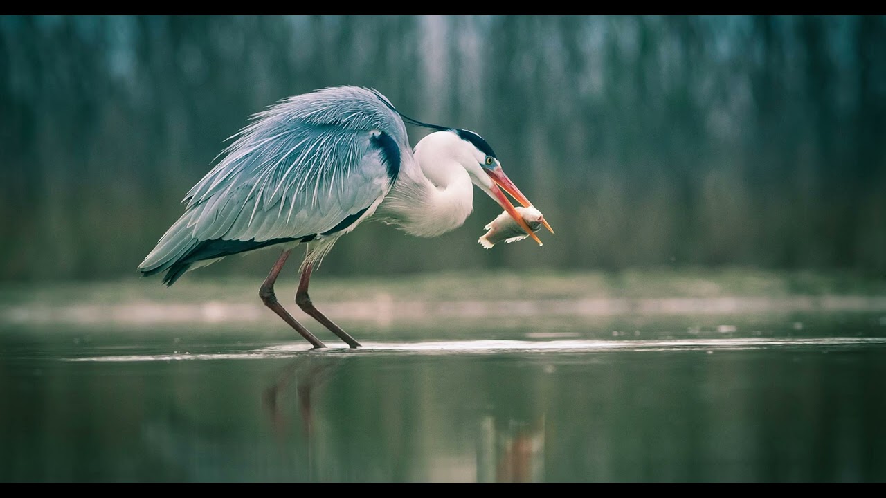 GARZAS (Ardeidae), Documental de las garzas, Garzas Curiosidades