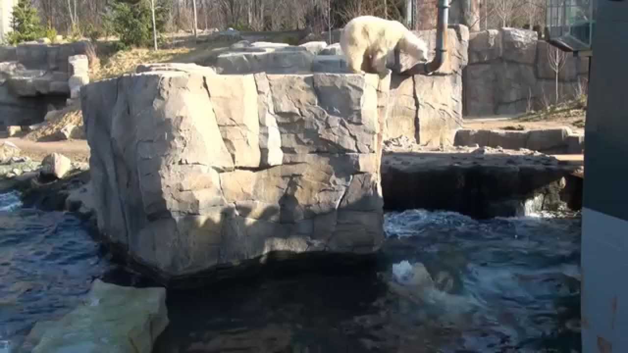 Eisbären Nanuq, Arktos und Sprinter Fütterung Zoo Hannover