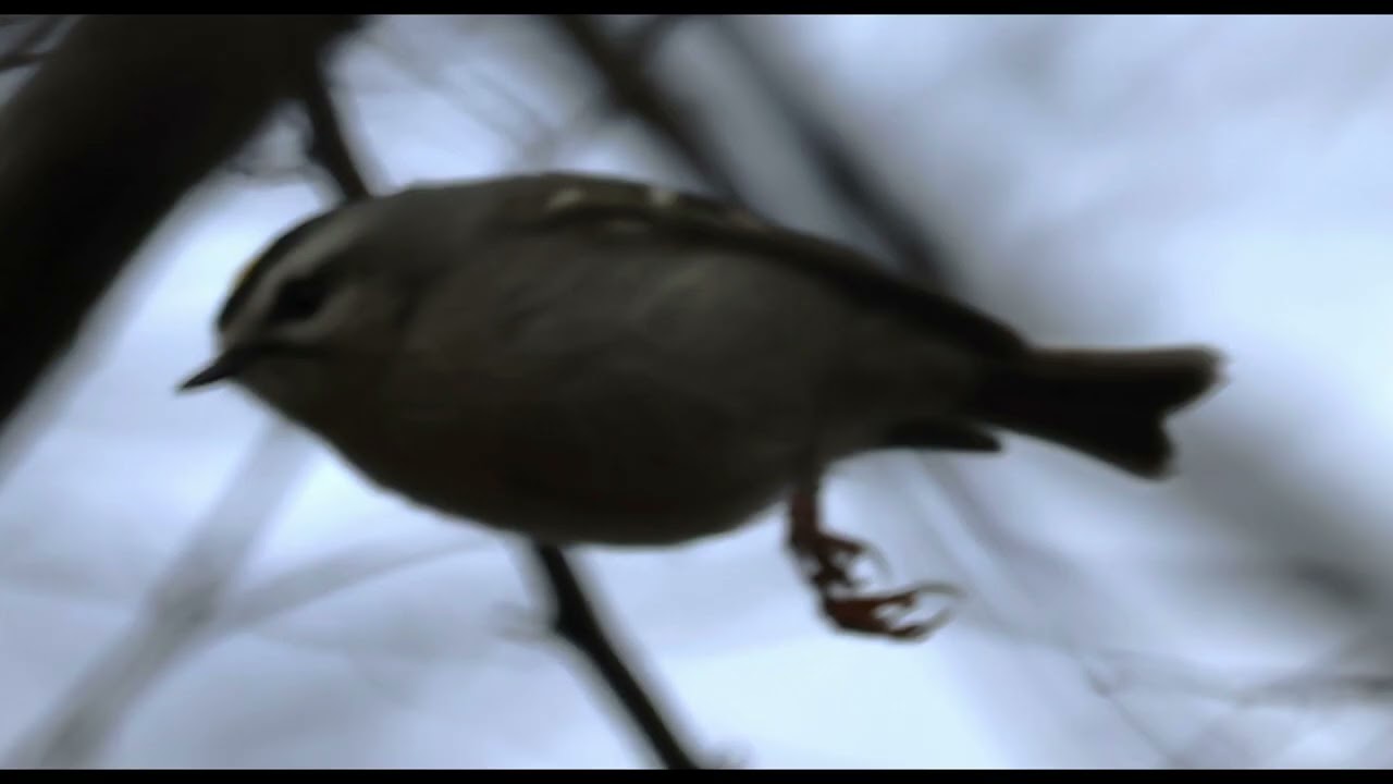 GOLDEN CROWNED KINGLET song