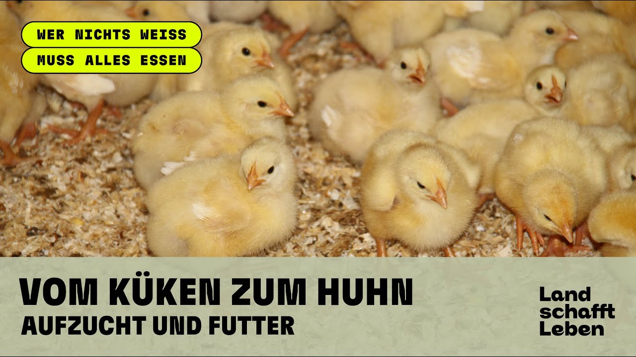 HUHN (2/5) : Auf-Zucht und Futter - vom Küken zum Huhn