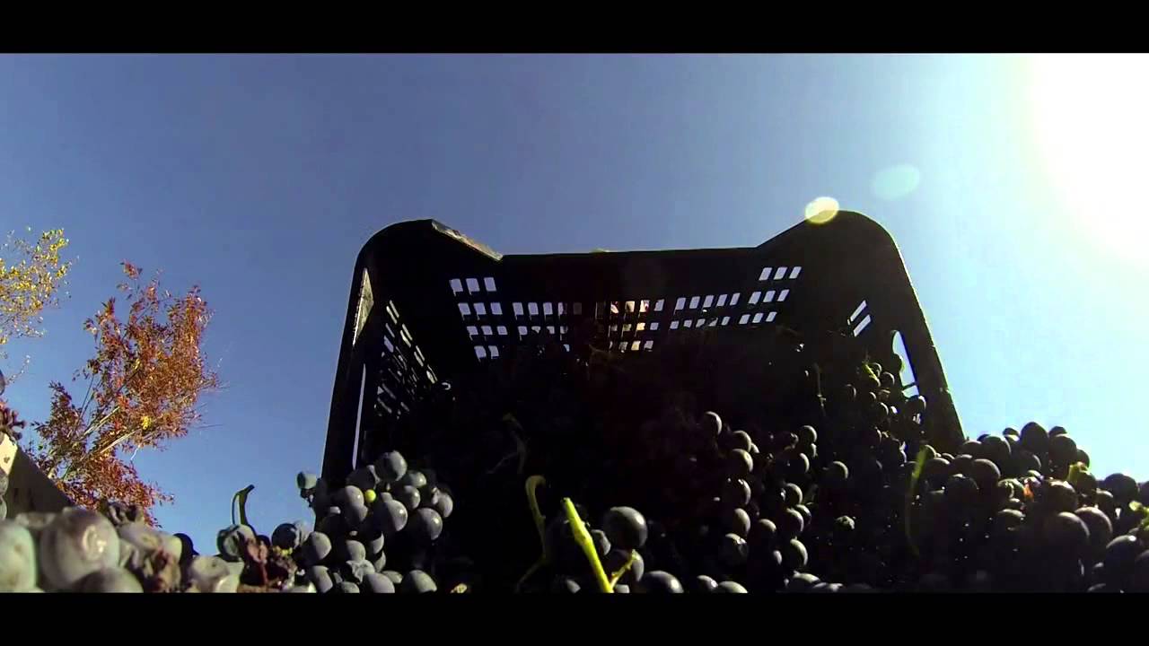 TENUTA LA FORTEZZA - Vini