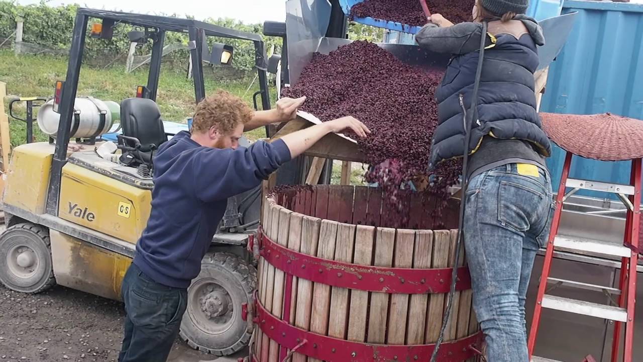 Pressing Pinot Noir at Norm Hardie