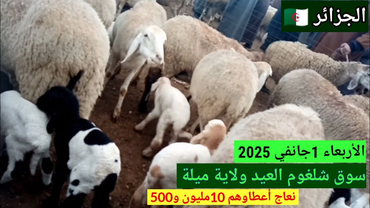أسعار المواشي سعر النعجة الوالدة في سوق شلغوم العيد ولاية ميلة بالجزائر