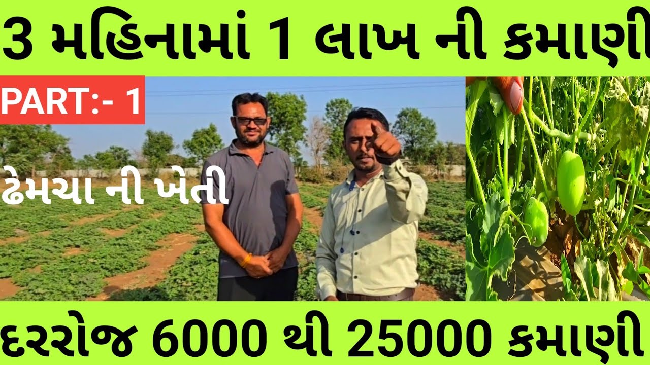 ઢેમચા ની  ખેતી Part :- 1 || દરરોજ 6000 થી 25000 કમાણી || 9909887736  || 3 મહિનામાં 1 લાખ ની કમાણી