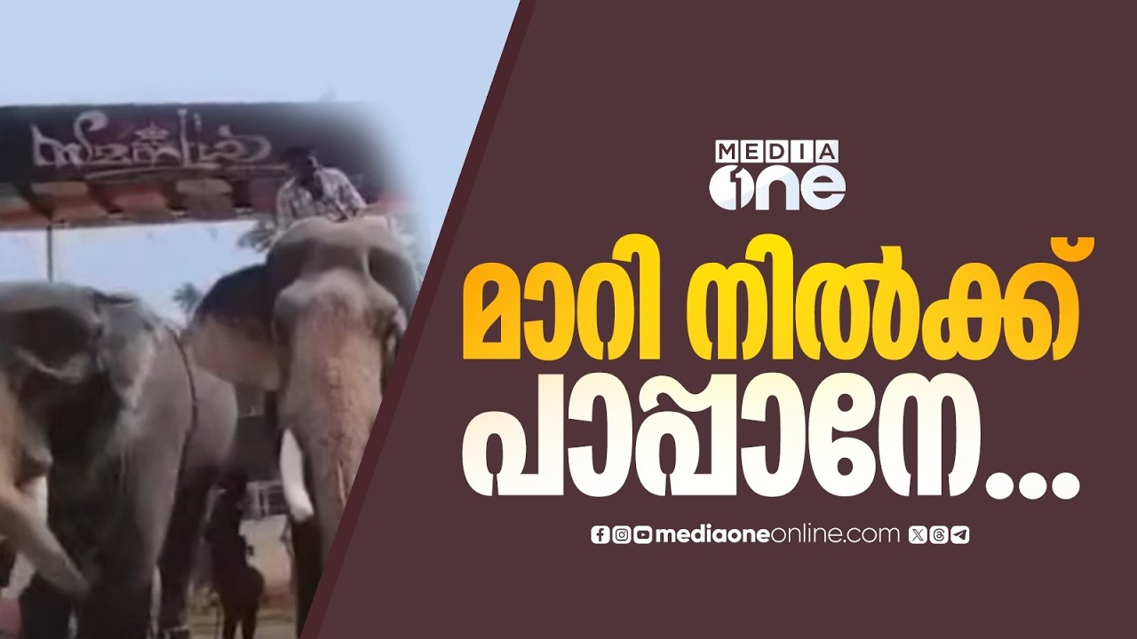 'തുമ്പിക്കൈ കൊണ്ട് പാപ്പാനെ തട്ടി ആന... വാലിൽ പിടിച്ച് മറ്റൊരു പാപ്പാൻ...'