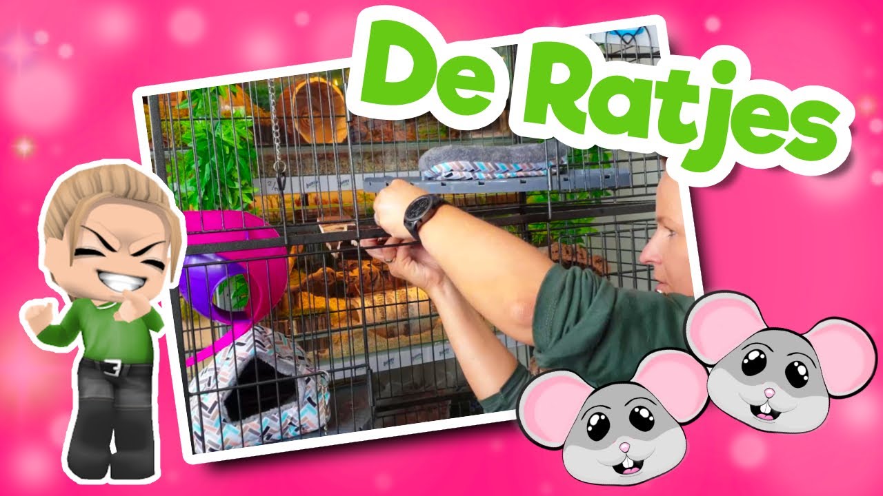 🐭 Ratjes Kooi Inrichten | Perfect Kooi