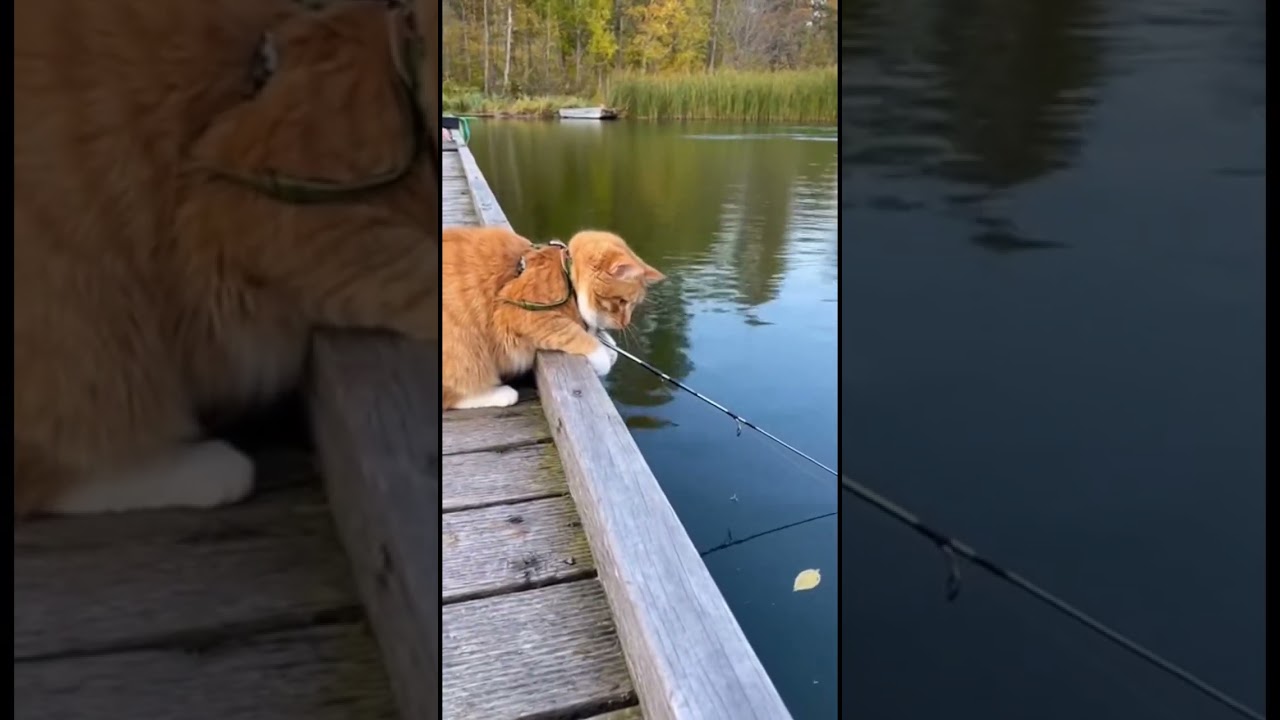 Cat gets his first catch