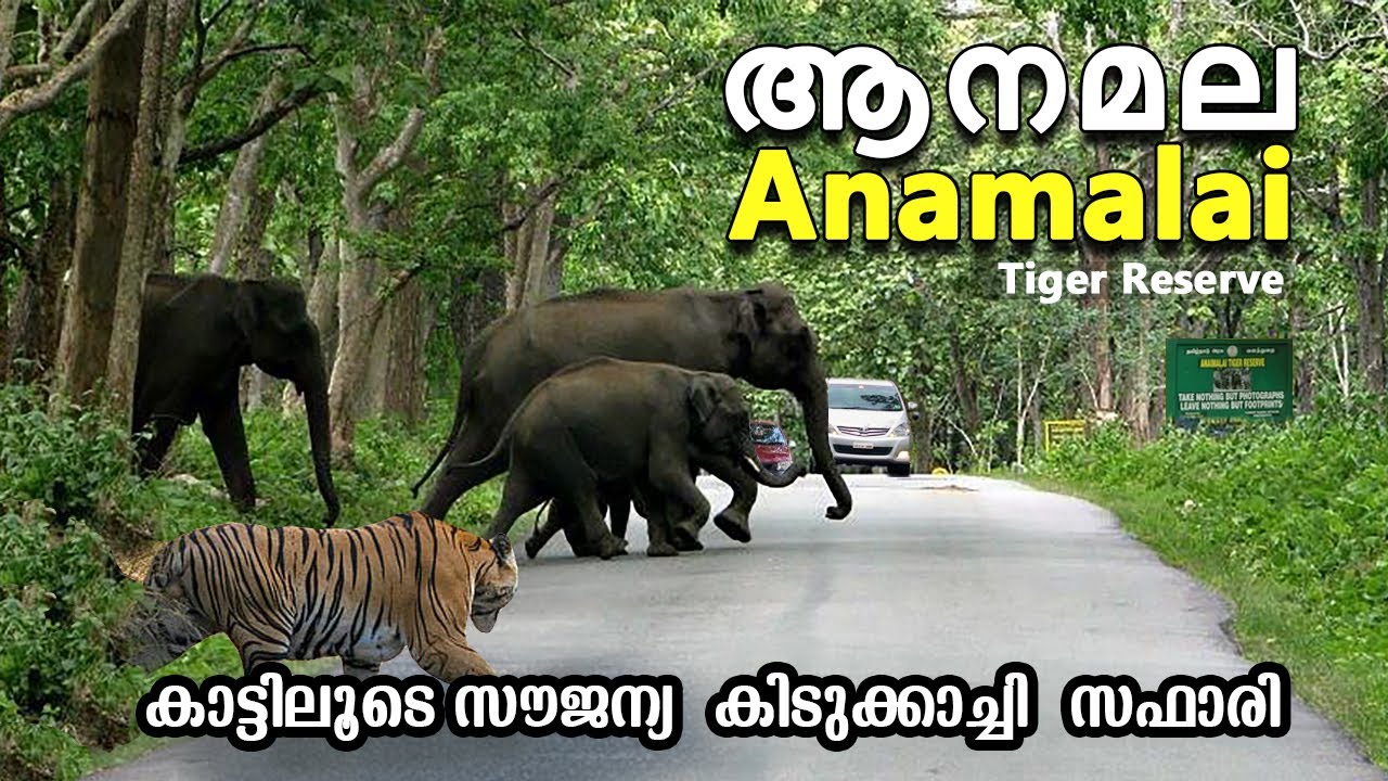 Wildlife Safari in Anamalai Tiger Reserve |  ആനമല Tiger Reserve ലേക്ക് | ചിന്നാർ
