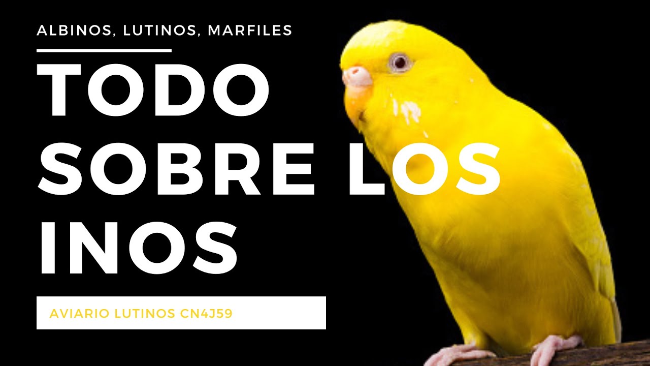 Todo sobre los periquitos albinos, lutinos y marfiles