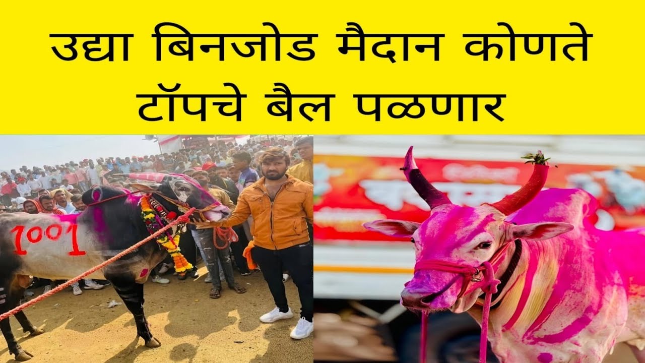 उद्या देसाईगाव येथे मथुर बकासुर घोट सर्जा भुंगा विमान सोन्या 5050 सुंदर पळणार 
