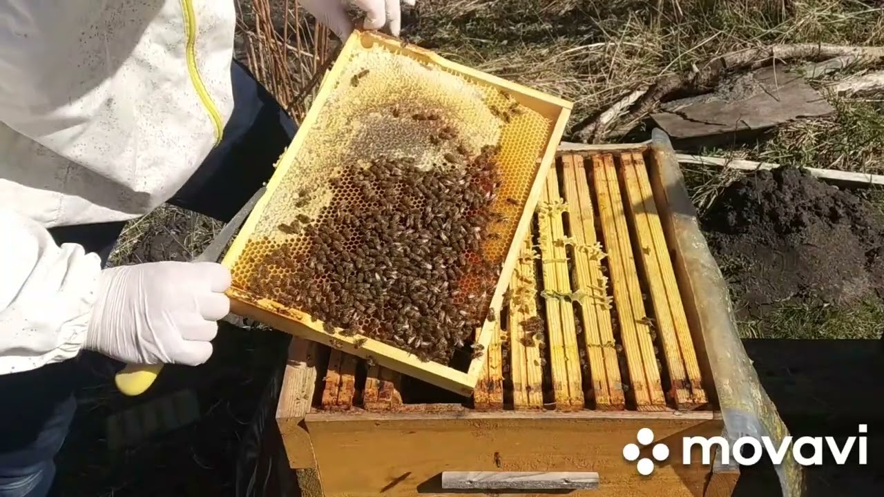 Wczesnowiosenne poszerzanie rodzin węzą i suszem, tuż przed kwitnieniem mirabelek, klonów i mniszka