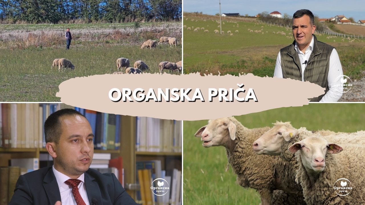 Organska priča #2 Organska farma virtemberg ovaca | Antibiotici u organskom živinarstvu, da ili ne?!