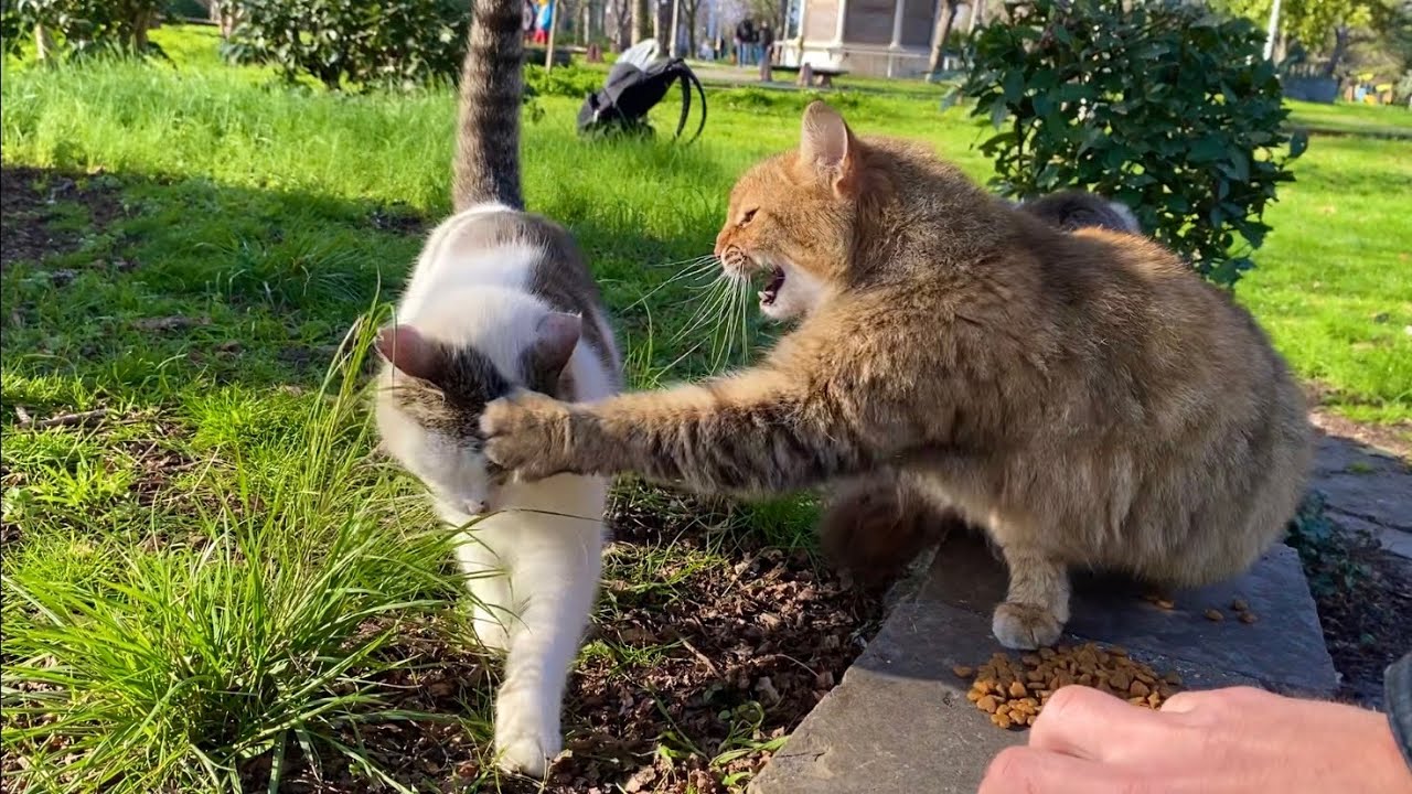 This cat living in the park attacks all the other cats.