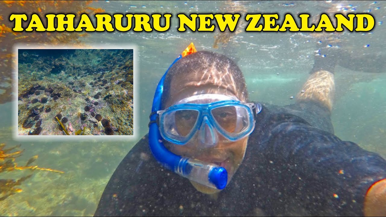 Diving For Kina In Taiharuru, Northland, New Zealand (clear visibility vibes)
