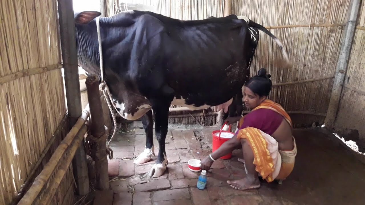 Cows Milking With Beautiful Woman |The Cow's Milk is Out |Around videobd