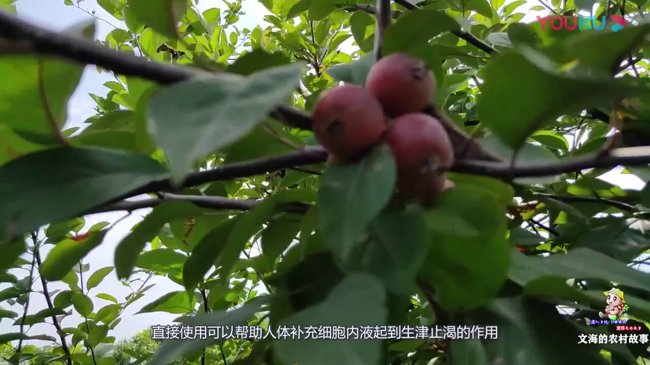 雖然海棠果果實小，但是作用和功效蠻多的，長勢喜人