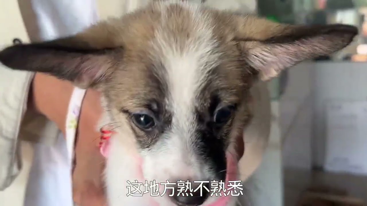 带水沟里捡到的小流浪狗打疫苗，偶遇像刺猬一样的黑搏美真有个性 #毛孩子的日常 #小狗 #流浪狗