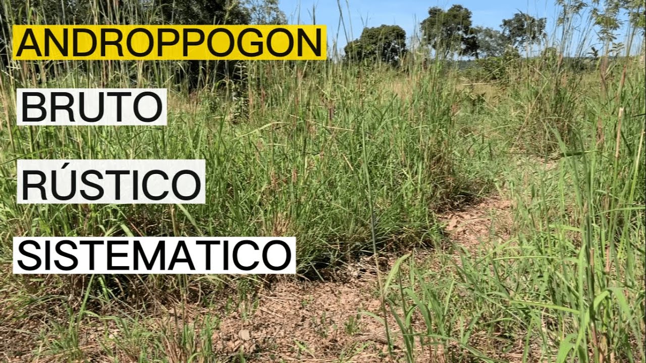 ANDROPPOGON - CAPIM PARA SOLO POBRE, ÁCIDO E SECO
