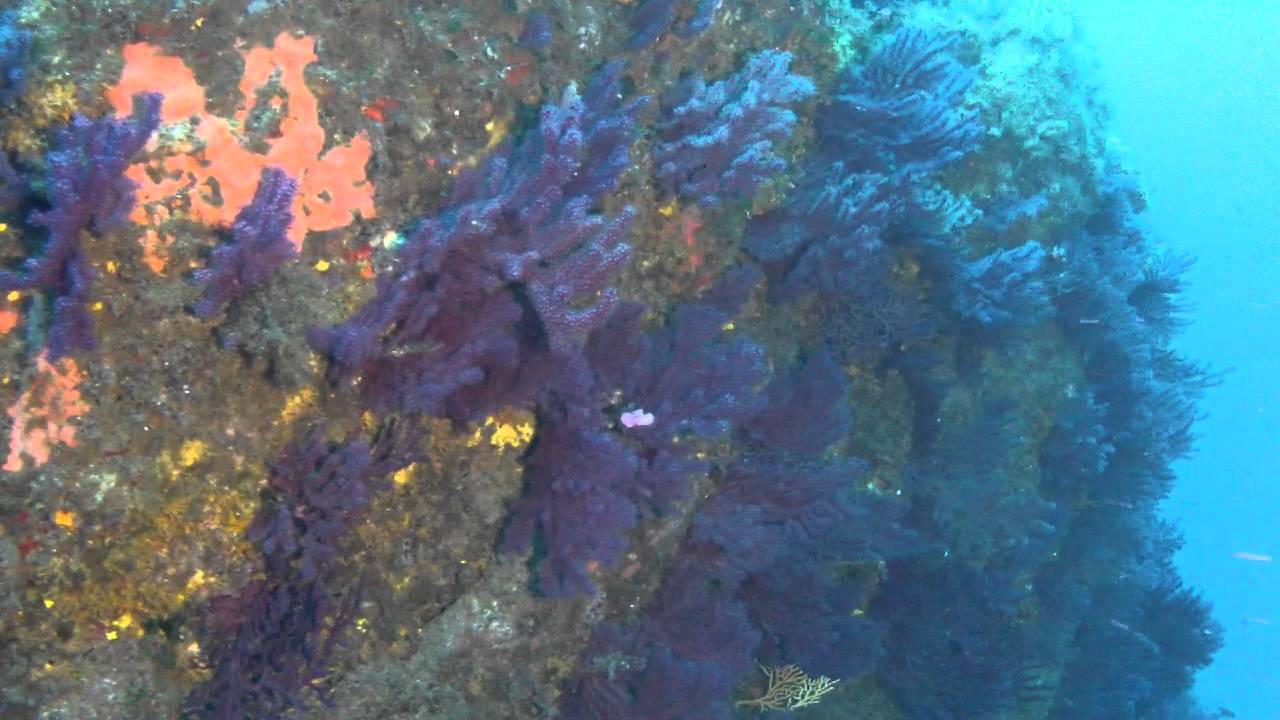 Plongées en Corse - Porto Pollo Oct 2013