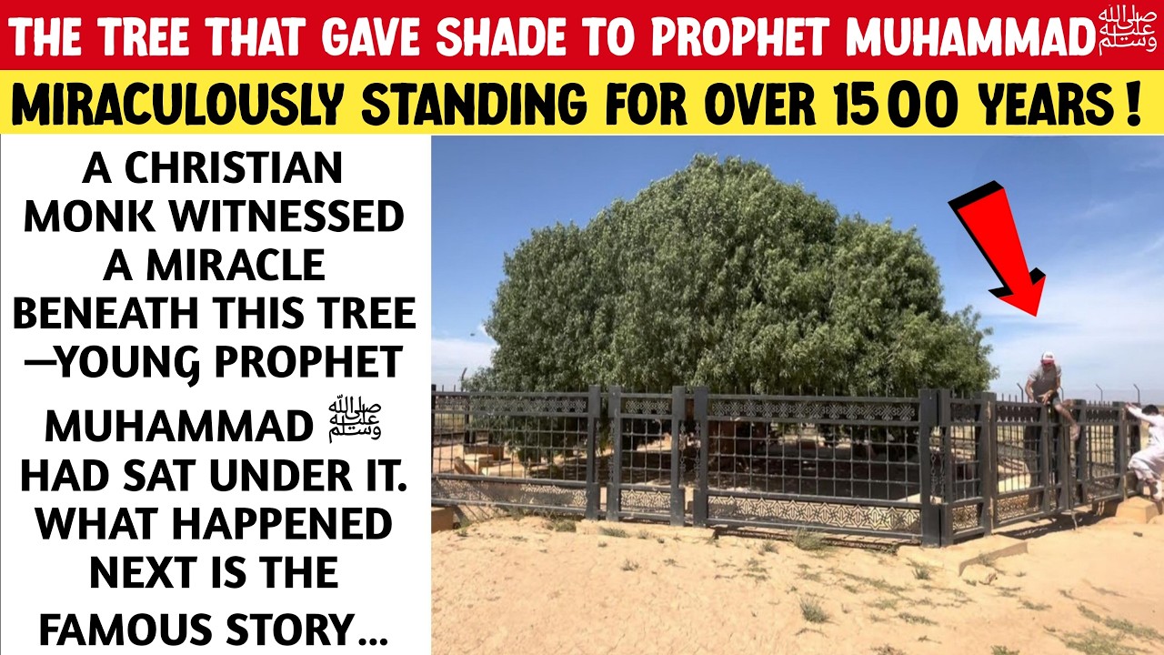 The Miraculous Sahabi Tree || Still Standing Today in Honor of Prophet Muhammad ﷺ